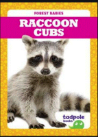 Raccoon_cubs