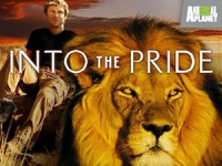 Into_the_pride