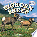 Bighorn_sheep