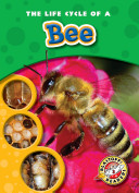 The_life_cycle_of_a_bee