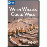 When_whales_could_walk