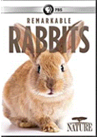 Remarkable_rabbits